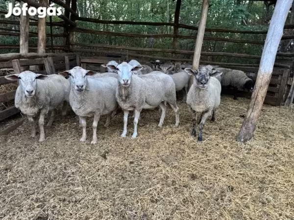 Baran, Owce — Węgry
