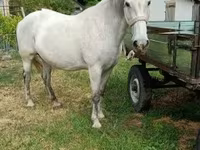 Kobyła, Hungarian horse breed — zdjęcie 3