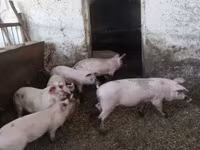 मादा सूअर, Крупная белая — फ़ोटो 1