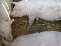 मादा सूअर, Крупная белая — फ़ोटो 4