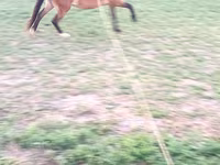 Égua, Cavalos — foto 4
