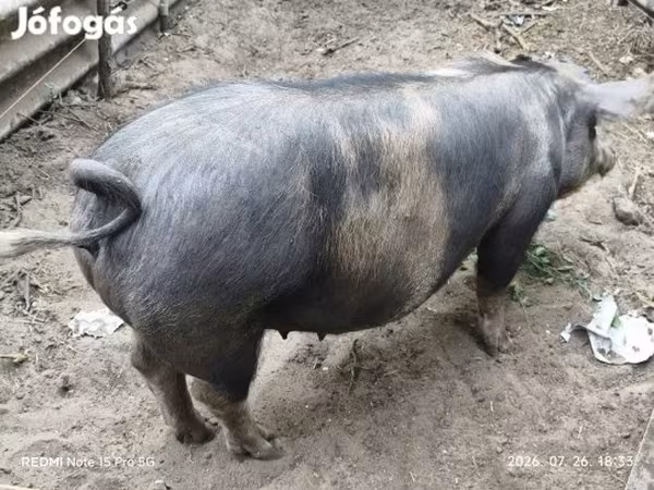 Säue, Дюрок