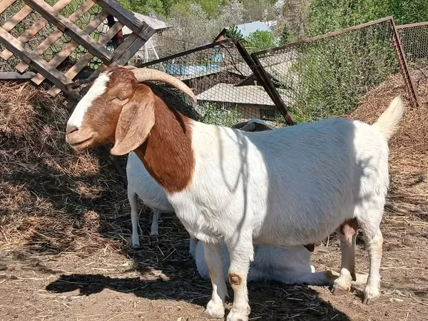 Ziegenbock, Boer goat