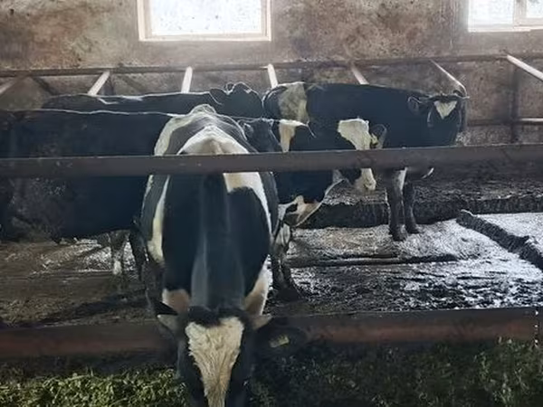 Byk, Russian Black pied cattle