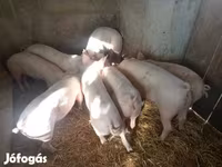 Sow, Pigs — photo 3