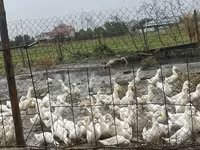 German Pekin — photo 1
