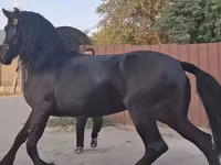 Kobila, Friesian — fotografija 5