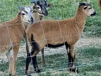 绵羊（批次，未指定性别）, Cameroon sheep — 照片 5
