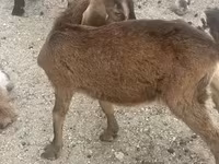 बकरा, बकरियाँ — फ़ोटो 7