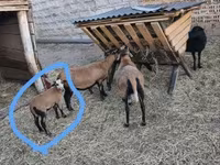 मेढ़ा, भेड़ — फ़ोटो 2