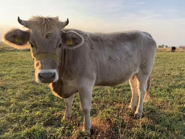 Sigir, Swiss cattle