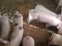 Säue, Schweine — Foto 3