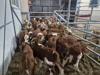 Bik, Simmental cattle — fotografija 1
