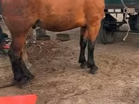Cheval, Chevaux — photo 2