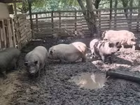 मादा सूअर, Вьетнамская вислобрюхая — फ़ोटो 6