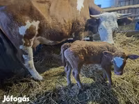 雌牛, Simmental cattle — 写真 2