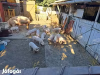 Locha, Świnie — zdjęcie 2