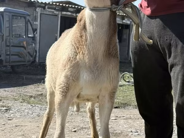 Qoç, Arashan sheep