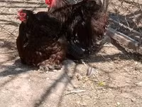 कोचीन — फ़ोटो 3