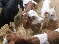 牛只（批次，未指定性别）, Simmental cattle — 照片 1