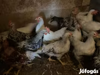 Chickens — foto 1