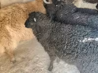 Qoʻchqor, Tsigai sheep — 4-rasm