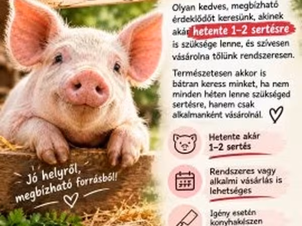 母猪, Pigs