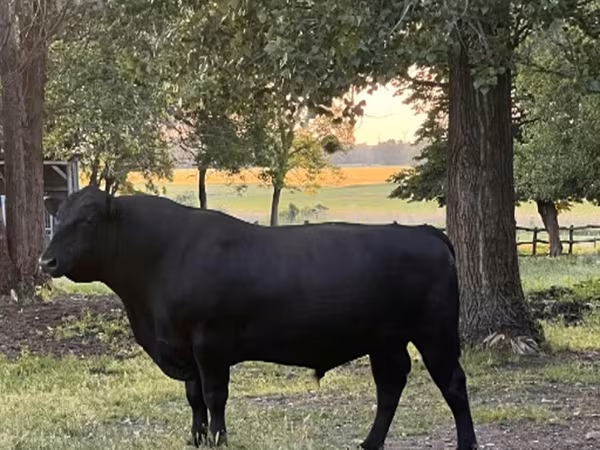 Bulle, Aberdeen-Angus