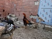 Chickens — fotografija 2