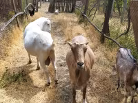 Jarac, LaMancha goats — fotografija 5