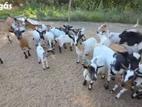 母山羊, Nigerian dwarf goats — 照片 1
