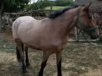Yegua, Caballos — foto 3