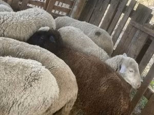 Schaf, Blackheaded Persian sheep