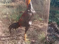 Chickens — fotografija 3