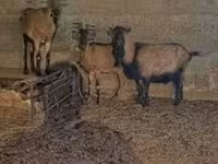 Теке, Alpine goat — 2-сурет