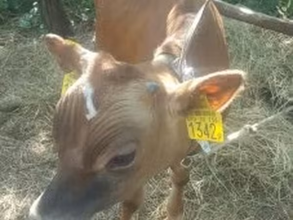 公牛, Jersey breed