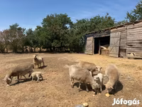 Sheep, Sheep — photo 3