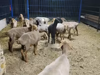 Ovca, Katum sheep — fotografija 2