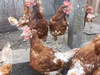 Chickens — 照片 2