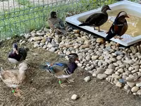 Ducks — fotografija 4