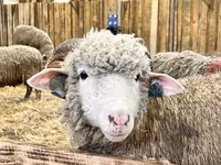 Ovca, Kuibyshev sheep — fotografija 1