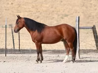 Pastuv, Quarter Horse — fotografija 1