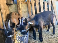 Теке, Alpine goat — 4-сурет