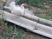Chickens — fotografija 8