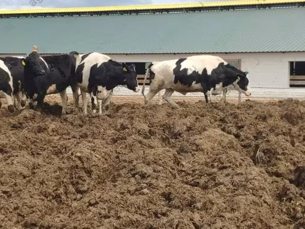 Krava, Russian Black pied cattle
