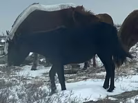 Égua, Horse breed — foto 3