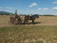 Égua, Hungarian horse breed — foto 2