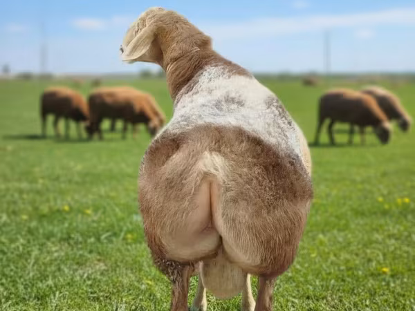 मेढ़ा, Tian-Shan semifinewool sheep