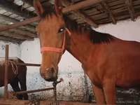 Pastuv, Manipuri pony — fotografija 2