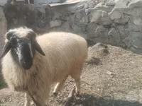 Widder, Blackheaded Persian sheep — Foto 1